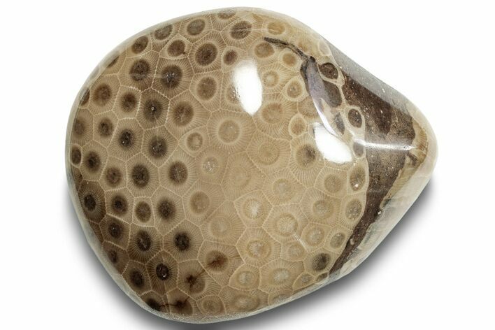 Polished Petoskey Stone (Fossil Coral) - Michigan #253658